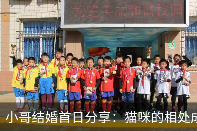 小哥结婚首日分享：猫咪的相处成最大难题，网友纷纷感同身受
